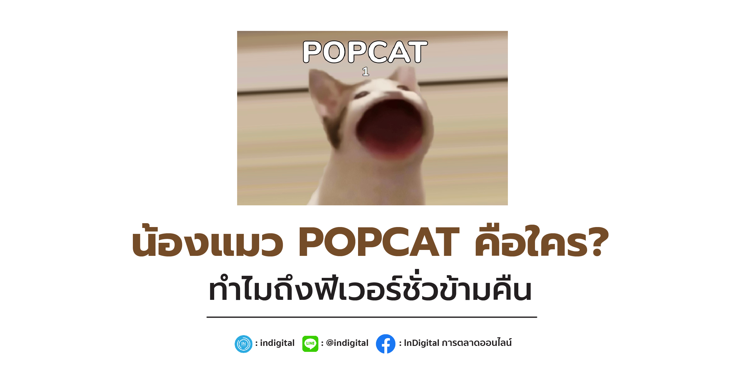 น้องแมว POPCAT คือใคร? ทำไมถึงฟีเวอร์ชั่วข้ามคืน